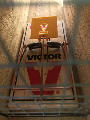 Victor Pro trap with tunnel