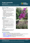 Purple loosestrife preview
