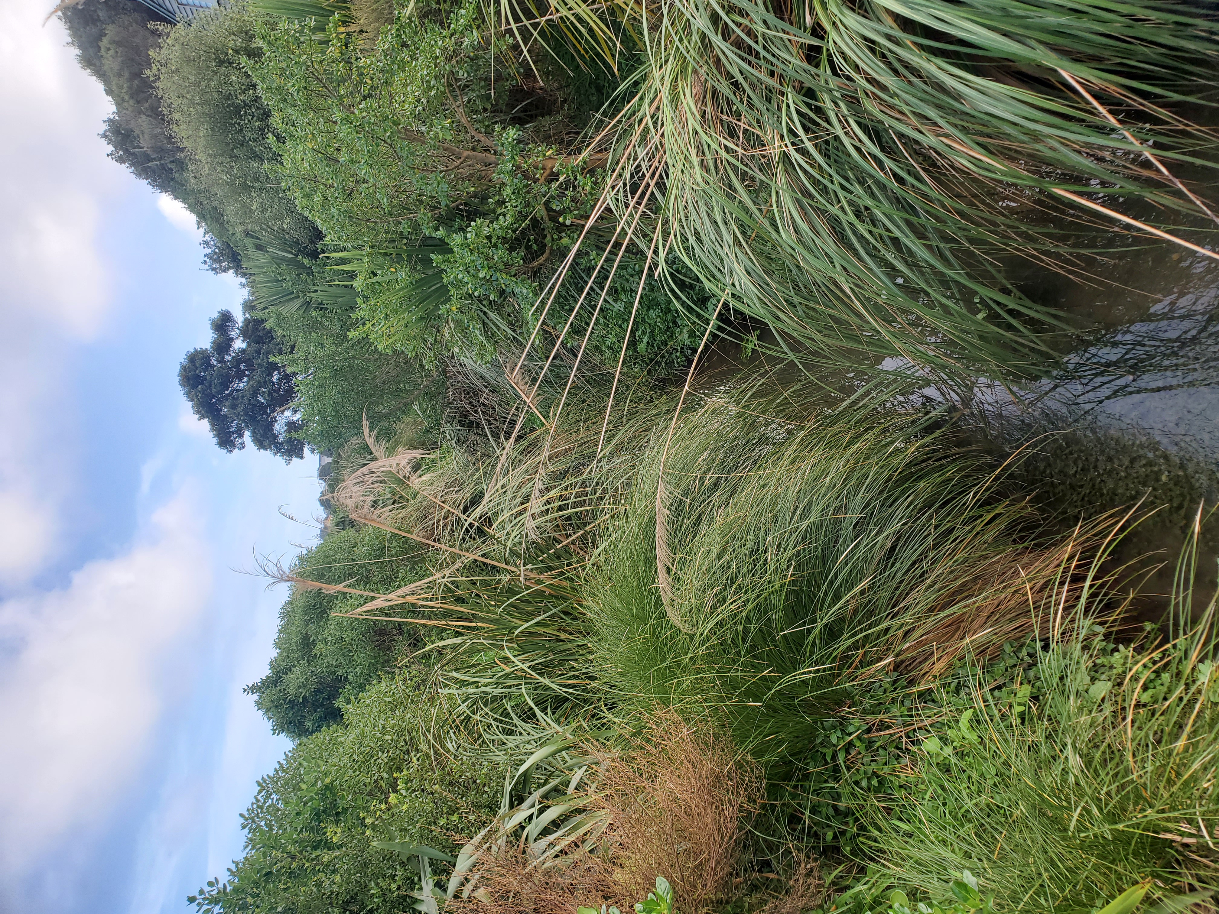 A view looking down Kahotea Stream