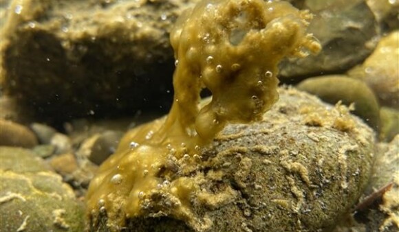 Toxic algae under the water; small green-brown mats partially clinging to rocks and partially detached