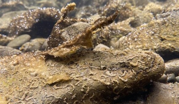 Toxic algae under the water; small green-brown mats partially clinging to rocks and partially detached