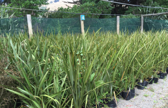 Plants in a nursery