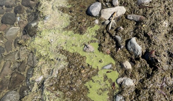 Lake Wairarapa Moana cyanobacteria 2