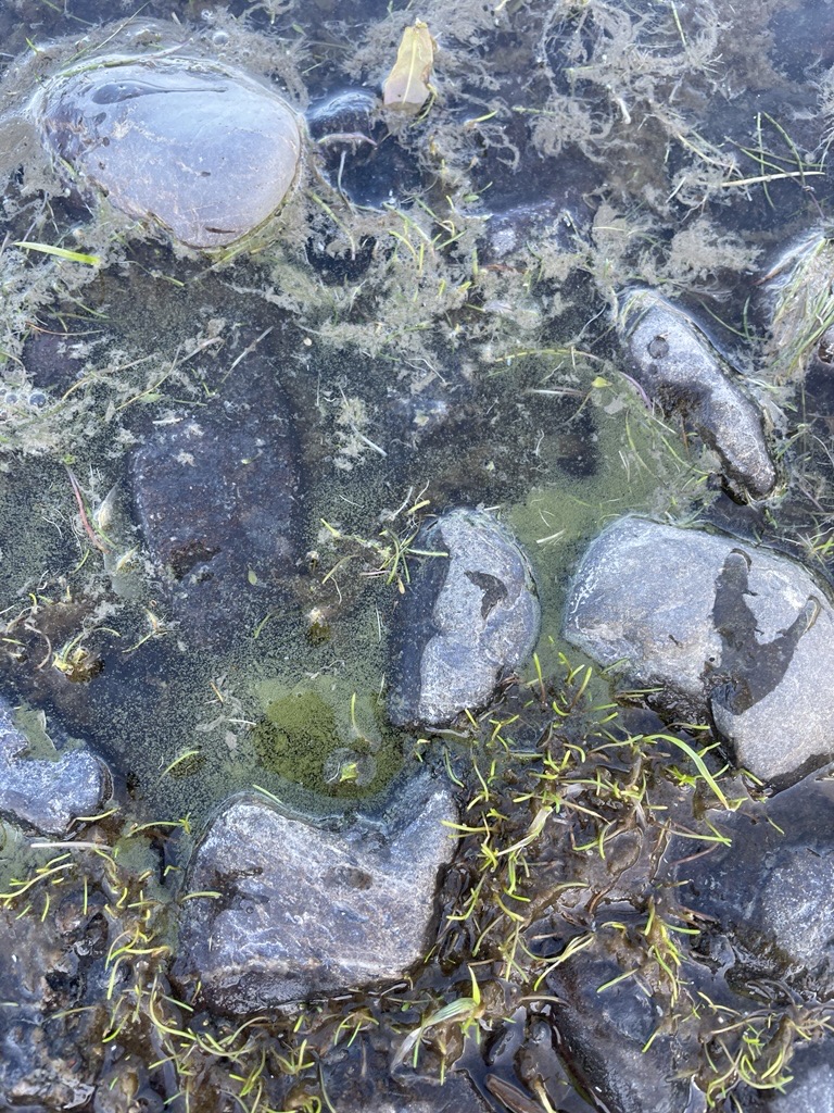 Toxic algae on the water's surface, green and scum-like