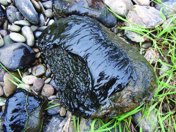 Toxic algae on a rock