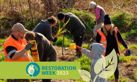 A group of volunteers planting and collecting empty plant pots, overlaid with the title Restoration Week 2023