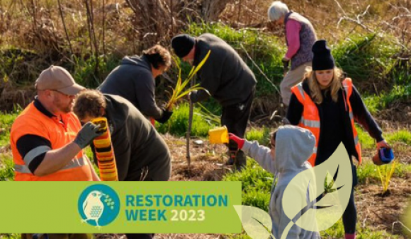 Te Taiao Webinar 5