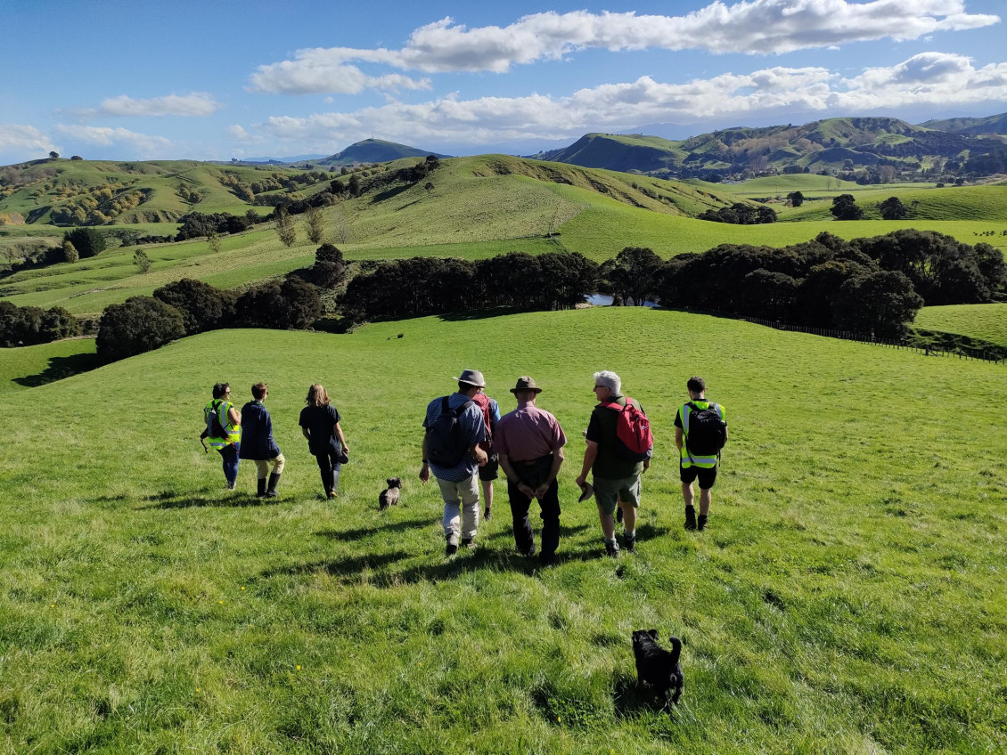 A group of people and a few dogs walk down a grassy hill