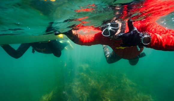 Free Community Snorkel - Whitireia Park