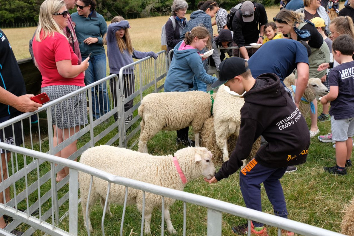 Children feeding and patting sheep