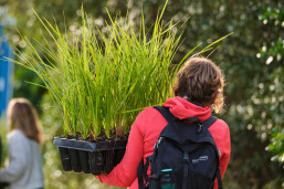 A volunteer at a planting day carrying a tray of seedlings
