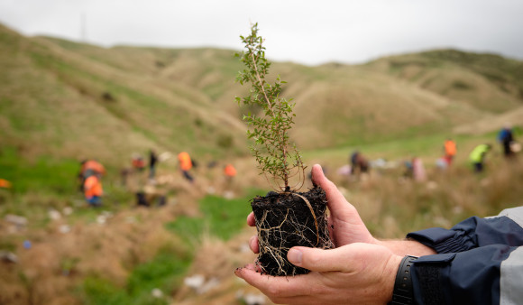 One million plants this winter…