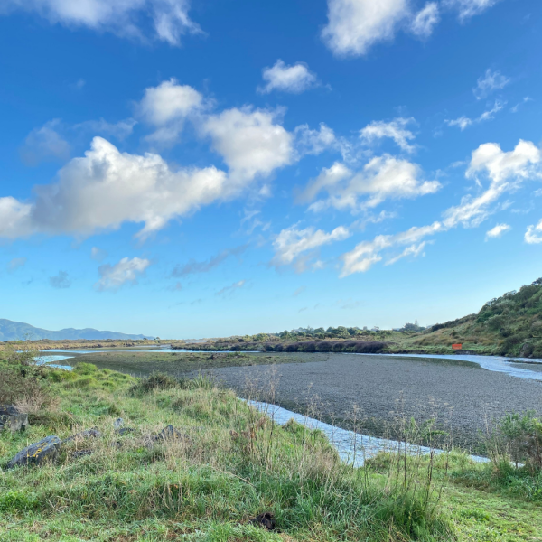 View of the Waikanae River on a sunny day