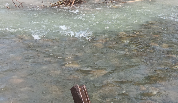 Four rail irons sticking up out of the water, across the width of a river