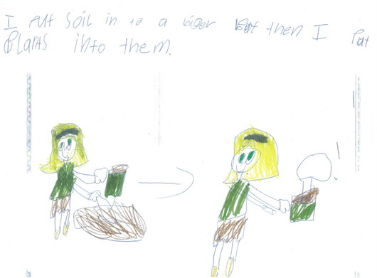 Student drawing of how they planted seedlings