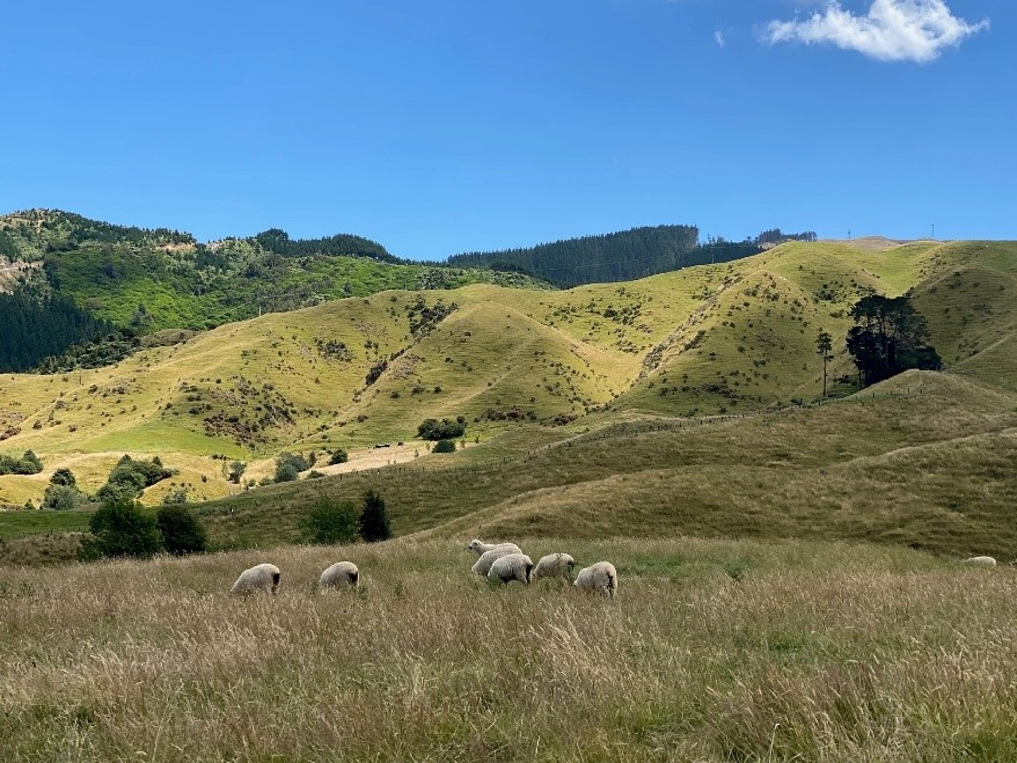 Sheep graze in a field at Battle Hill