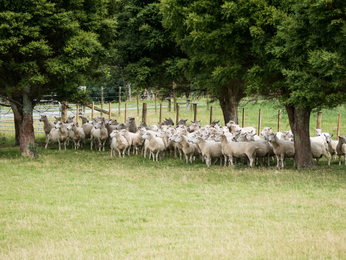 Sheep in a field