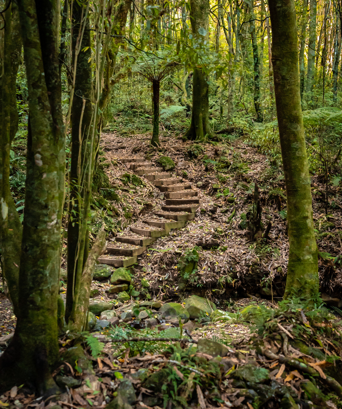 A winding wooden staircase up a slight rise in Belmont Regional Park