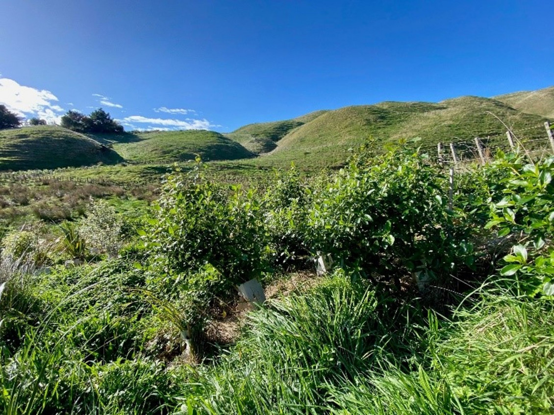 A view of greenery in Belmont Regional Park