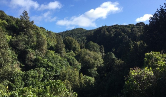 Greater Wellington’s Long Term Plan balances a resilient future, a thriving environment, connected communities and affordability   
