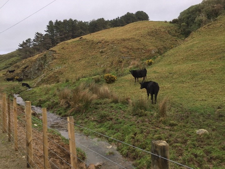 Commercial stock grazing in Belmont Regional Park 