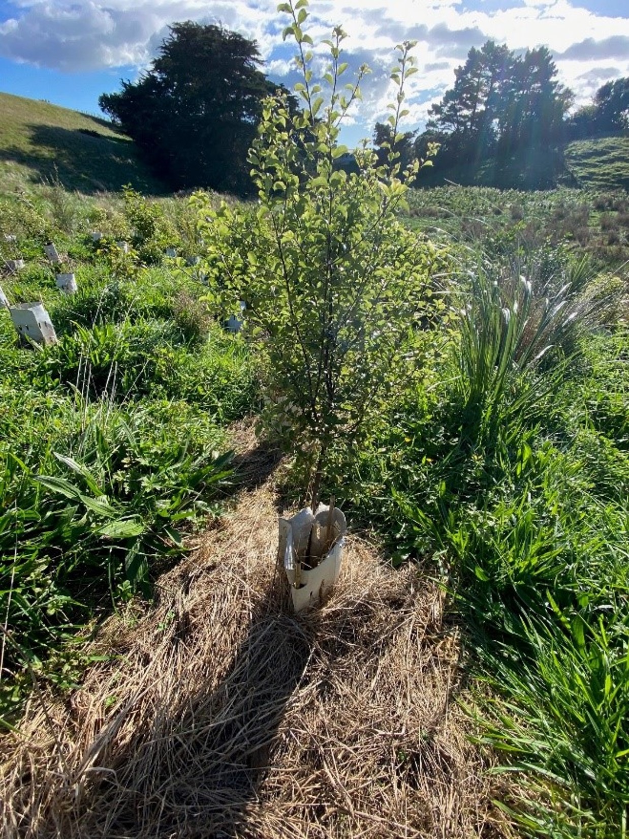 Sapling with a tree guard to keep weeds off while it gets established