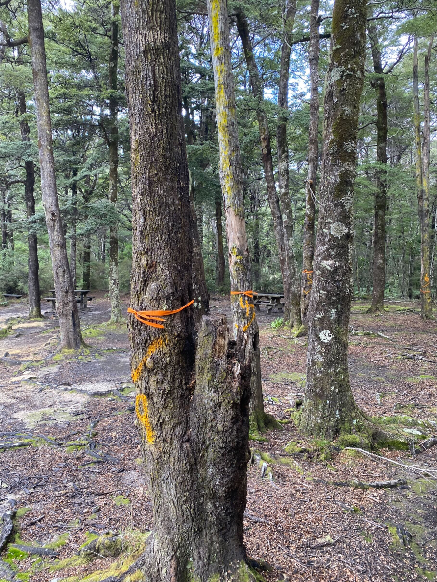 Several of the beech trees with damaged roots, indicated by orange cords around their trunks