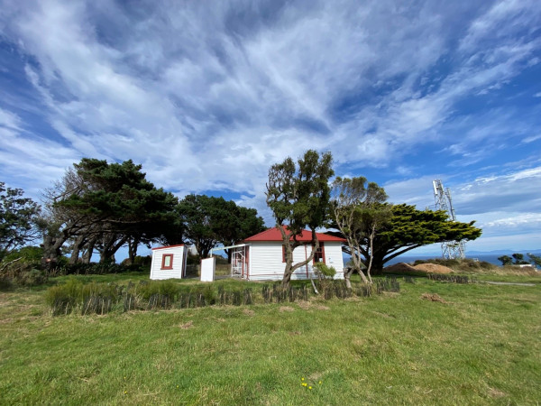 Image shows native vegetation restoration plantings within the lighthouse complex. As they grow they will provide shelter. The lighthouse complex perimeter shelter belt is also being restored. It’s a windy exposed spot, so always take warm and windproof layers for your visits.  