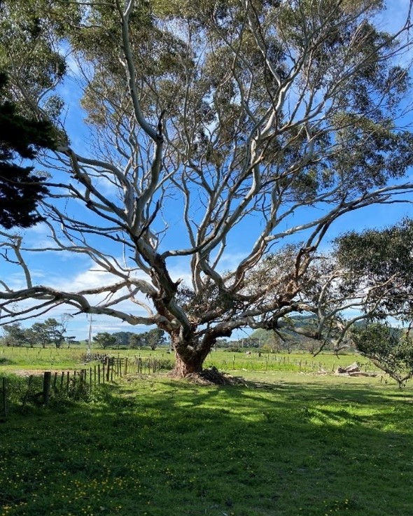 Non-native tree in QEP