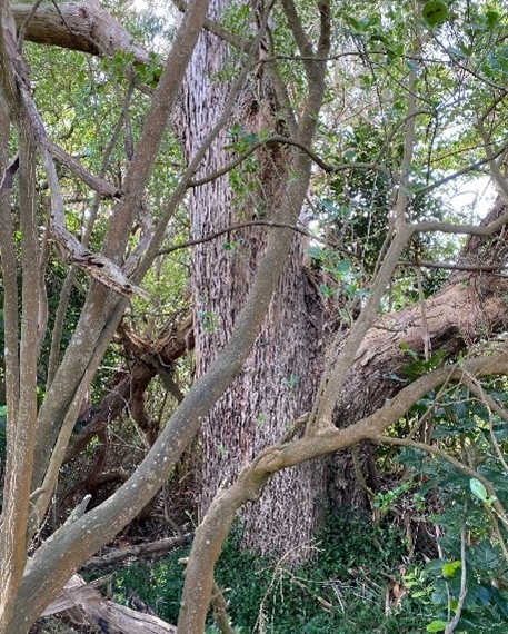 Non-native tree in QEP