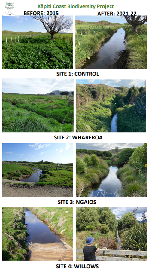 Before and after images of four sites in QEP showing the growth of native plants