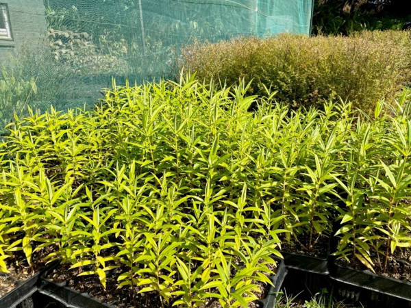 Seedlings in the nursery