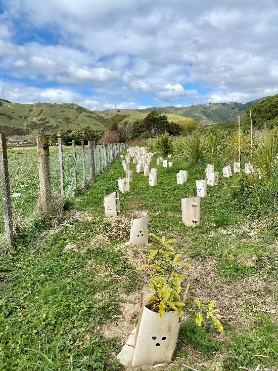 Young seedlings in the ground