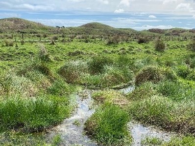 Wetland in Queen Elizabeth Park