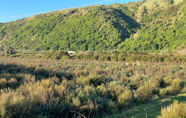 Wetlands in QEP