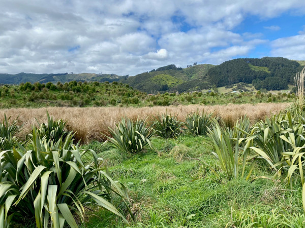 A wetland in QEP