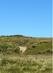 Dune erosion at QEP