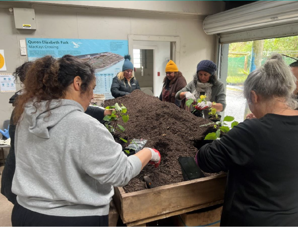 A group of volunteers potting kawakawa