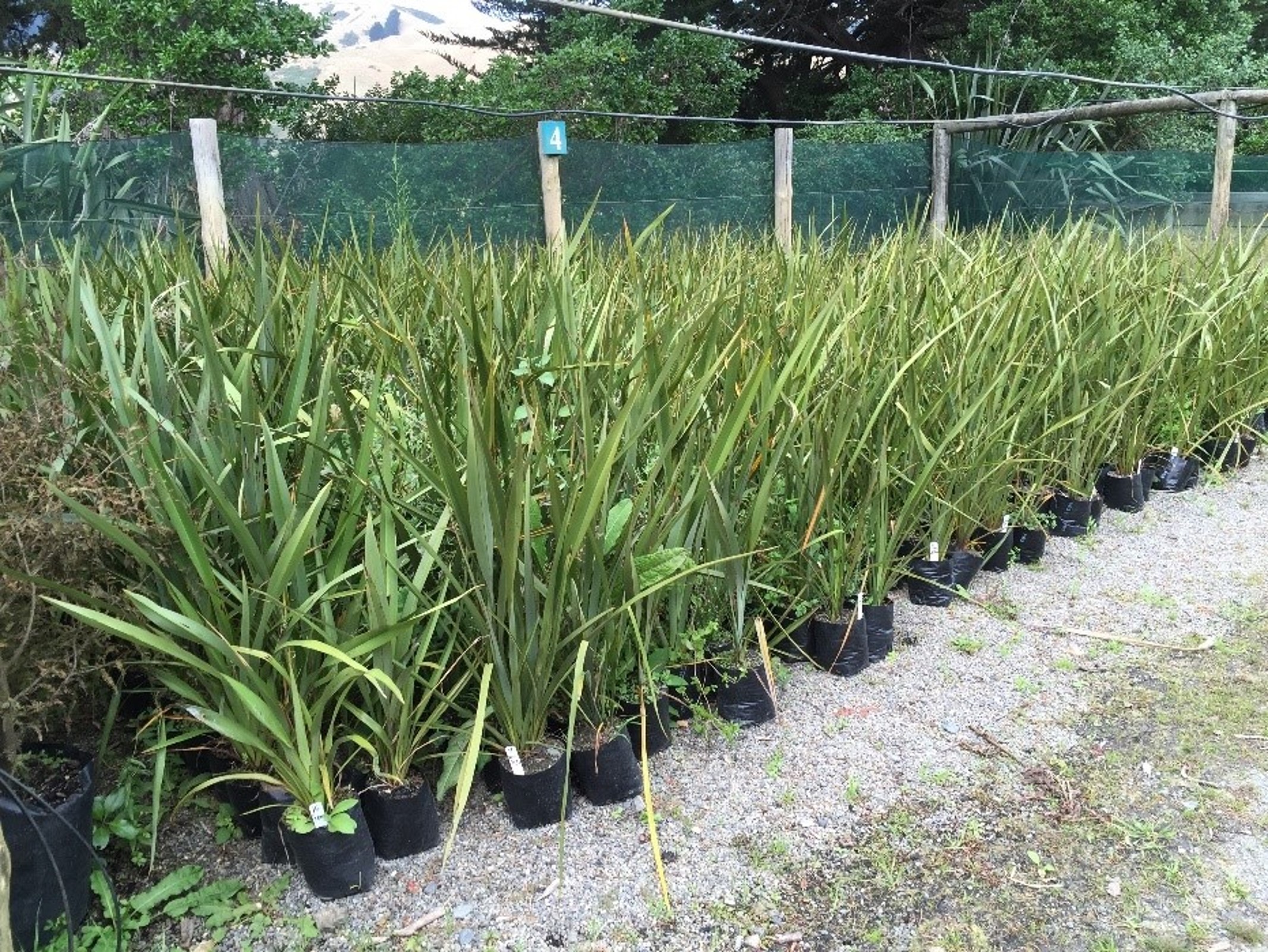 Young plants lined up in the QEP Nursery