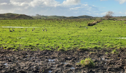 qep wetland