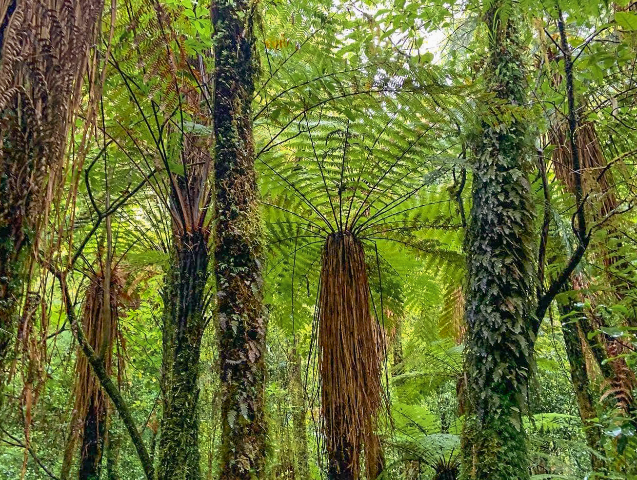 A photo looking up to the bright green forest canopy