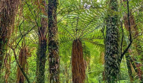 Old Forest Walk