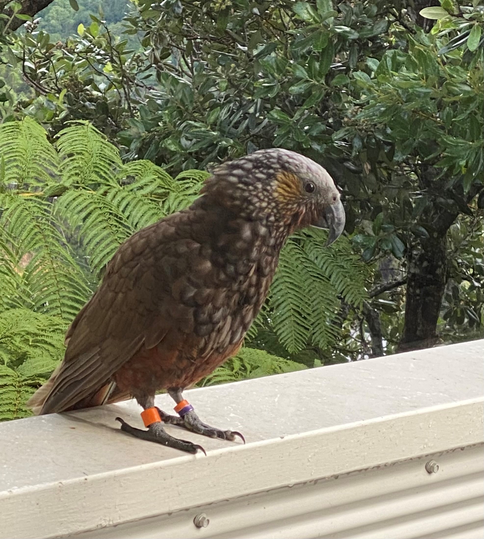 Kaka perching on a handrail