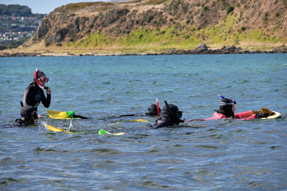 Five people in wetsuits and snorkel gear snorkel in the water at Whitireia Park