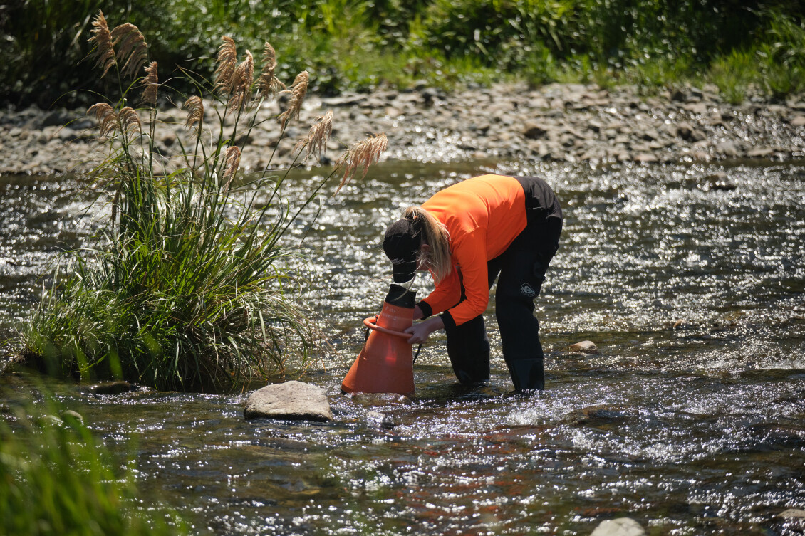A Greater Wellington staff member stands in a river and uses a water monitoring tool to check for toxic algae