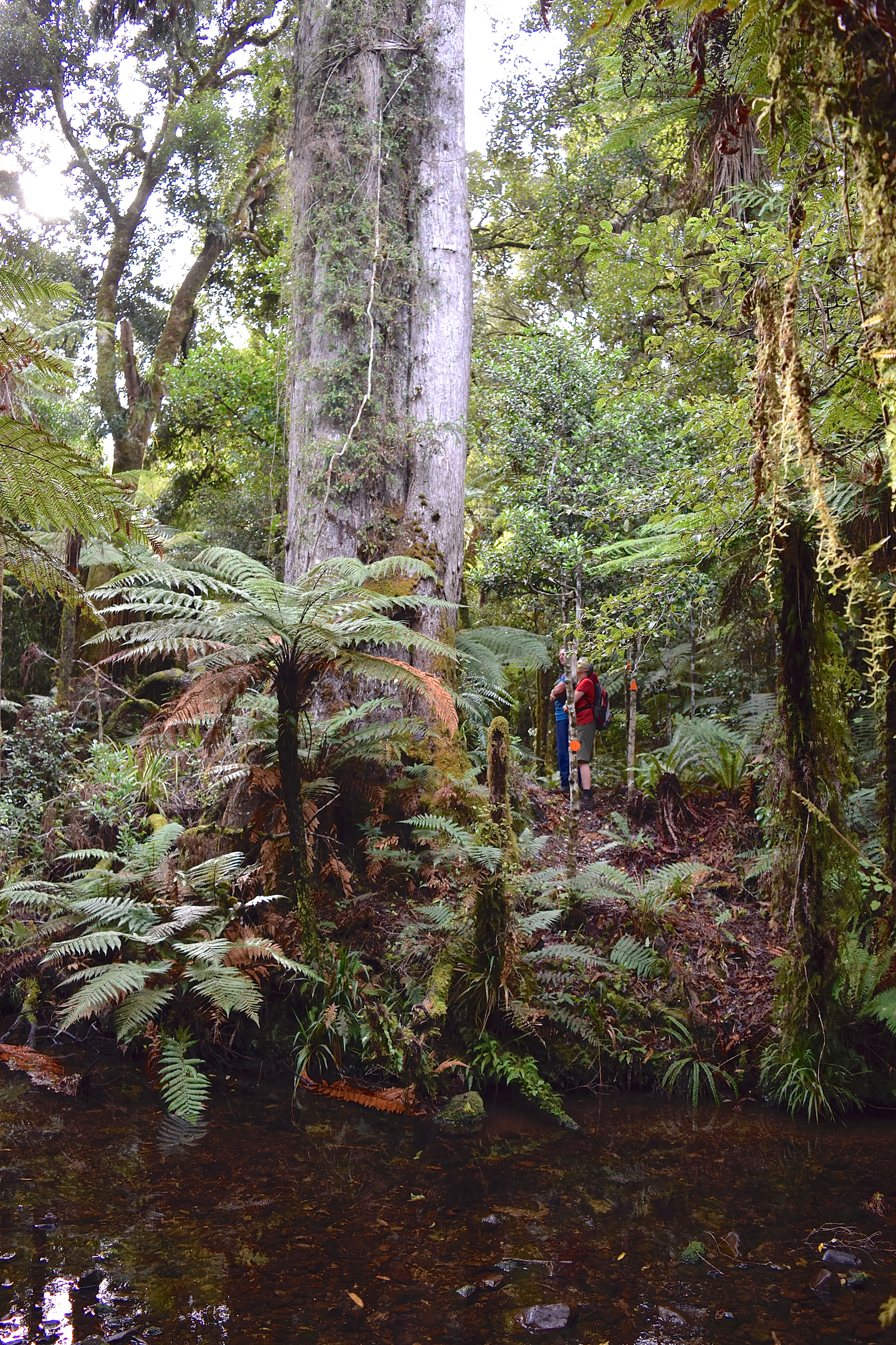 Two trampers in the Wainuiomata bush