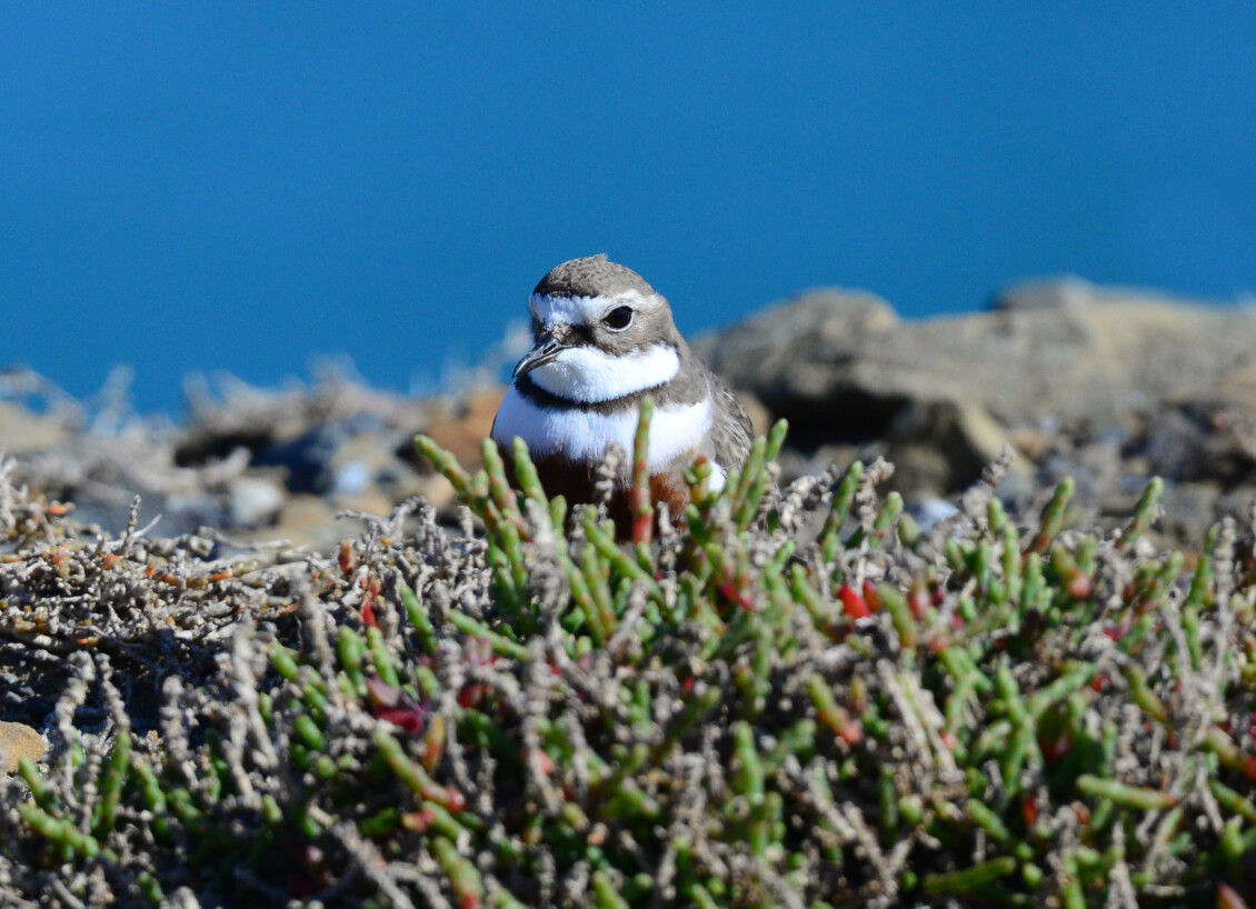 Banded dotterel among low coastal vegetation on a rocky shoreline.