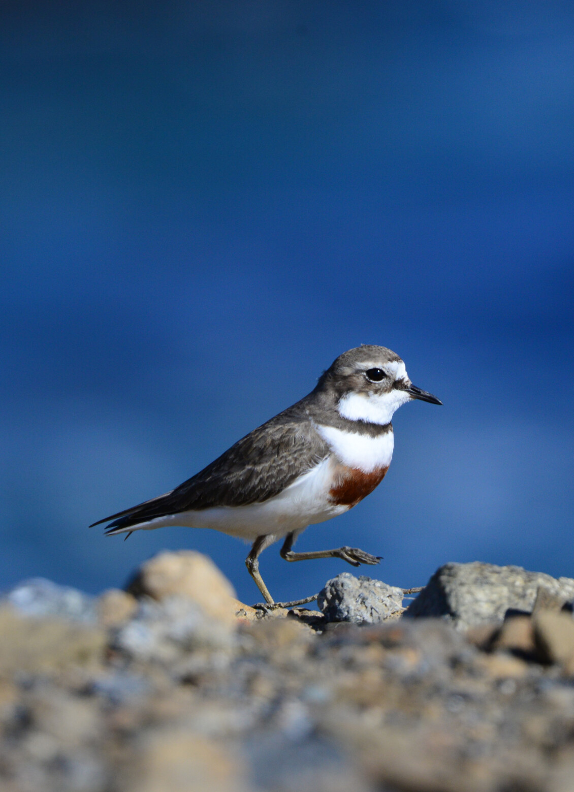 Banded dotterel walking across a rocky shoreline with blue water in the background.