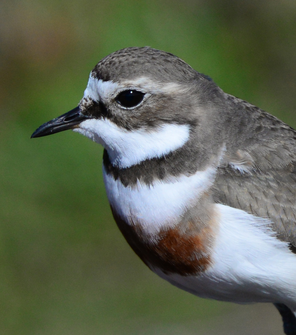 Close-up portrait of a banded dotterel showing a white face and throat, dark chest band, and chestnut-coloured breast patch against a blurred green background.
