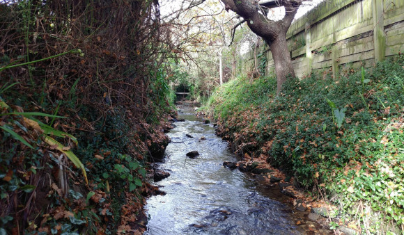 Pinehaven Stream